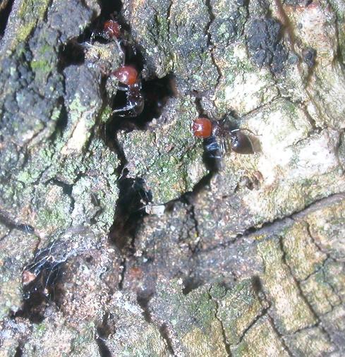 Formiche dalla testa rossa: Crematogaster scutellaris